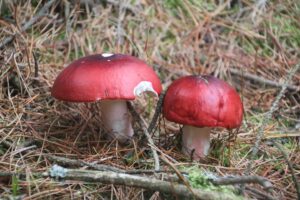 Pilze
