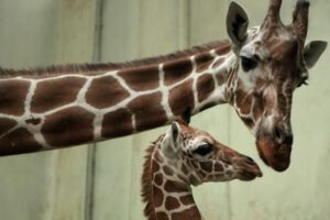 giraffe2